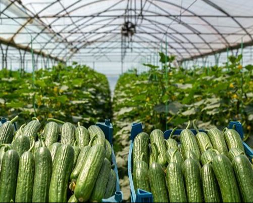 کود کبوتر برای گلخانه