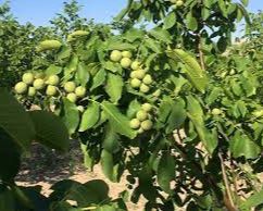 کود کبوتر برای گردو