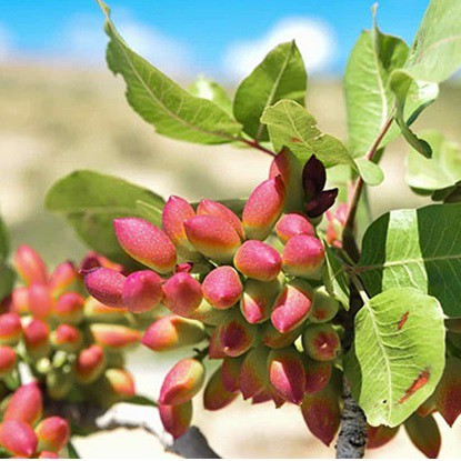 ۷۲۰ جریب مزرعه