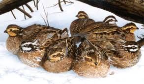 فروش مرکز پرورش بلدرچین با تمام امکانات در استان فارس