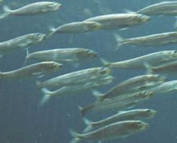 فروش استخر پرورش ماهی در گیلان