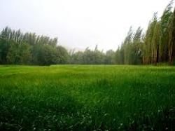 فروش زمین مرغ گوشتی پنجاه هزار قطعه ای در گیلان , لنگرود