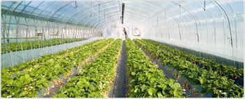 فروش ویژه ی گلخانه در نظر آباد کرج - فروش مرغداری در نظر آباد کرج