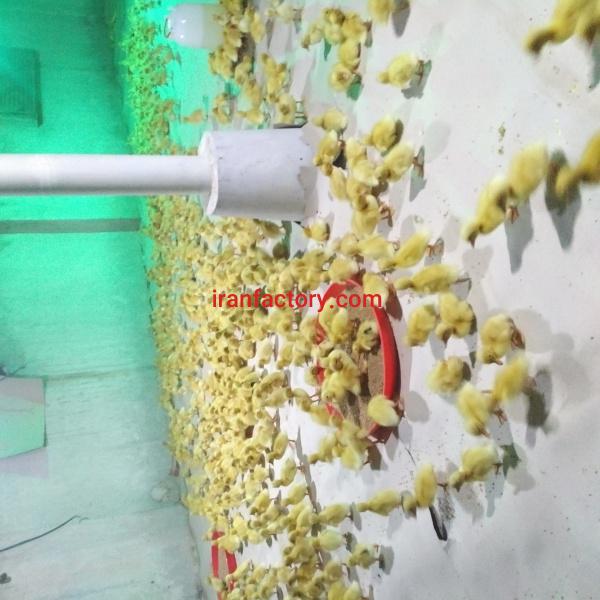 نیازمند اجاره مرغداری