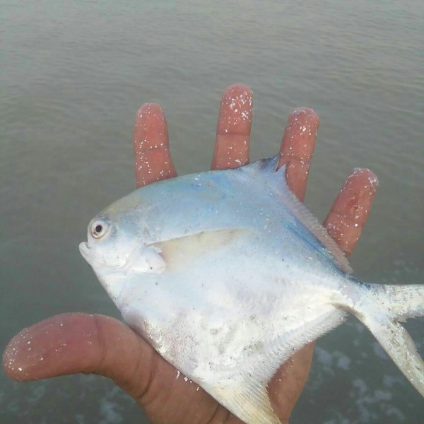 ماهی زبیدی صادراتی