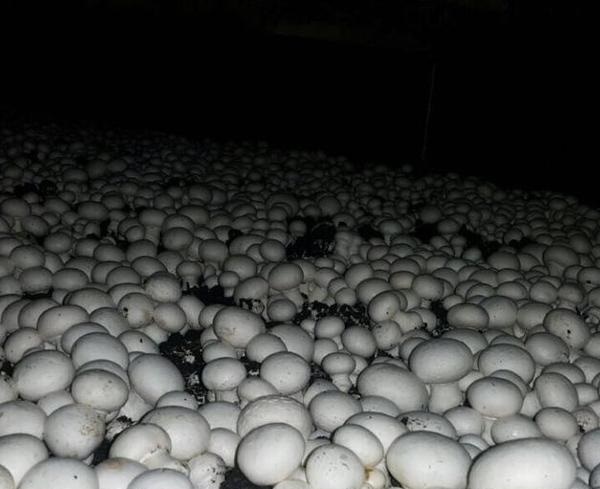 فروش کارخانه قارچ مروارید طلایی در جاده ملارد