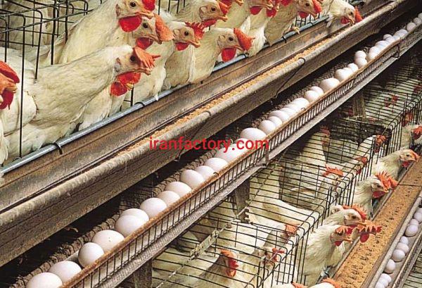 فروش مرغداری تخمگذار در قم