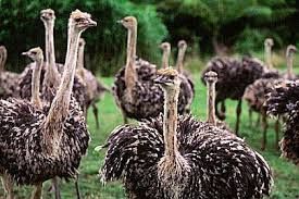 فروش مزرعه پرورش شترمرغ درقزوین-خریدمزرعه پرورش شترمرغ