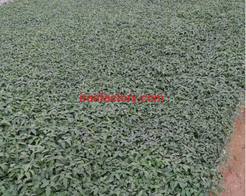 تولید انواع نشا گوجه فلفل بادمجان در بوشهر