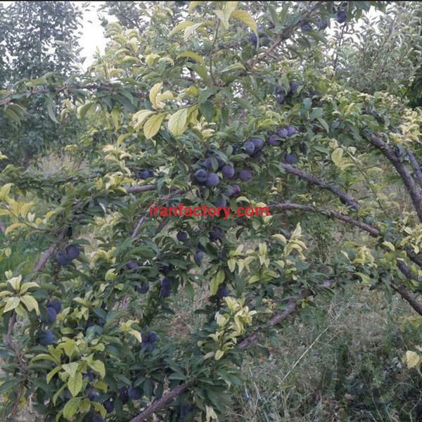 فروش زمین کشاورزی وباغ در اصفهان فریدونشهر