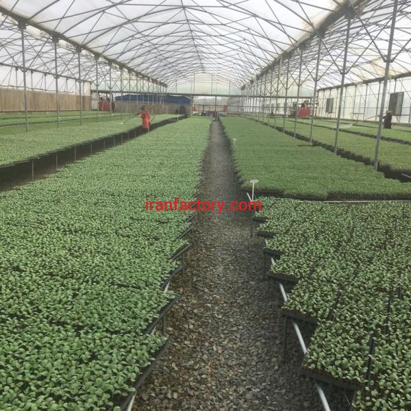 فروش گلخانه در قزوین