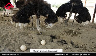 فروش مزرعه پرورش شتر مرغ در قزوین ـخرید مزرعه پرورش شترمرغ
