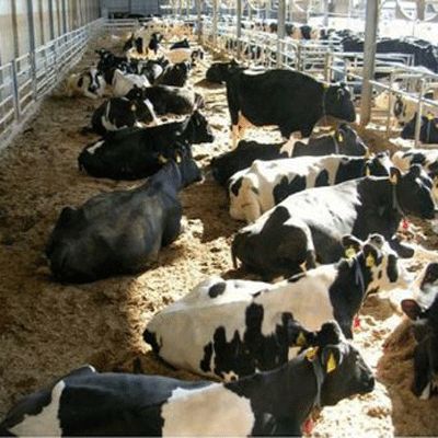 فروش دامداری در استان مرکزی_خرید دامداری در اراک