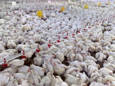 فروش مرغداری در تهران _خرید مرغداری در تهران