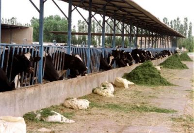 فروش گاوداری درشهریار تهران _خرید گاوداری درشهریار تهران