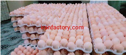 نیاز به شریک جهت پرورش مرغ بومی اصفهان