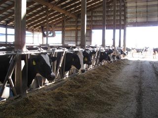 فروش گاوداری در گیلان _خرید گاوداری در رشت