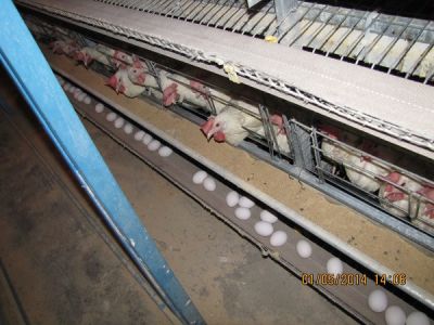 فروش مرغداری درسلفچگان قم ـ خرید مرغداری در سلفچگاه قم