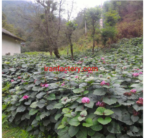 فروش عمده آب معدنی