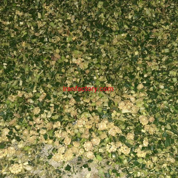 فروش  ذرت علوفه ای در خوزستان