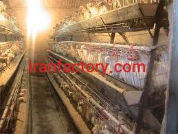 فروش مرغداری تخمگذار مکانیزه