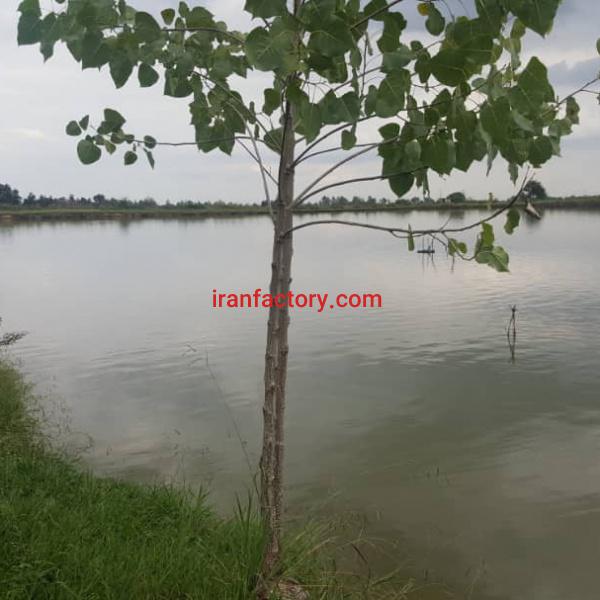 فروش استخر پرورش ماهی فومن استان گیلان