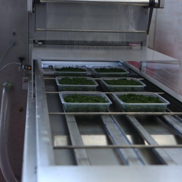 فروش شوید منجمد