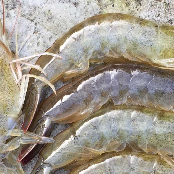 پخش عمده میگو صید روز