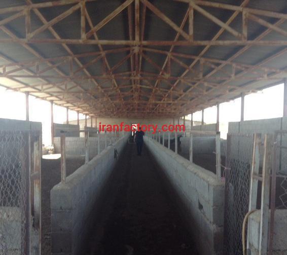 فروش پرورش شترمرغ در تهران