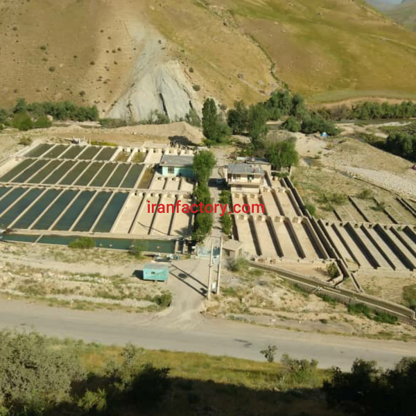 فروش پرورش ماهی قزل آلا در الیگودرز