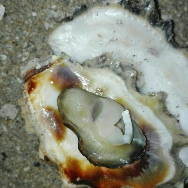 صدف سخره ای