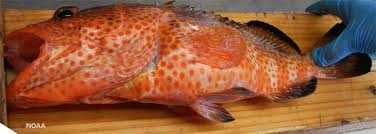 پخش ماهی زبان فیله صید روز