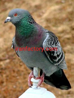 خرید کود کبوتر