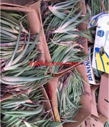 جذب سرمایه گذار برای کشت آلوورا در شوشتر