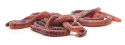 فروش خط فرآوری کرم خاکی