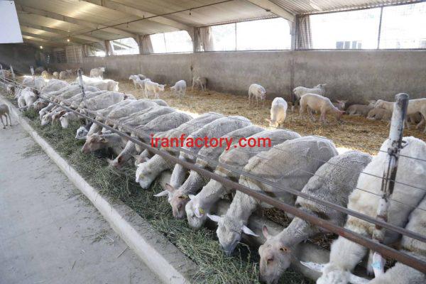 فروش دامداری صنعتی در بیجار کردستان