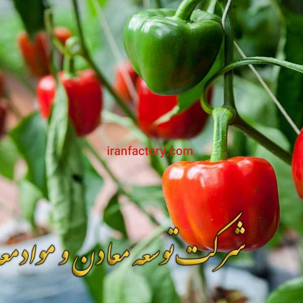 شرکت توسعه معادن و مواد معدنی آسیا