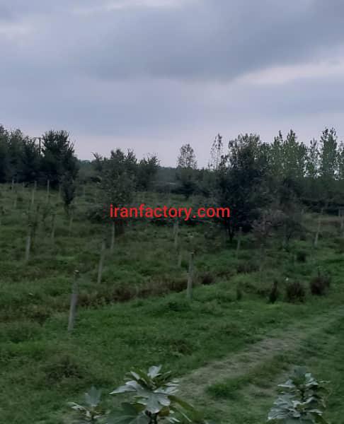 زمین کوهستانی برای پرورش درخت صنوبر و پالونیا