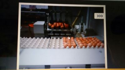 فروش دستگاه بسته بندی تخم مرغ