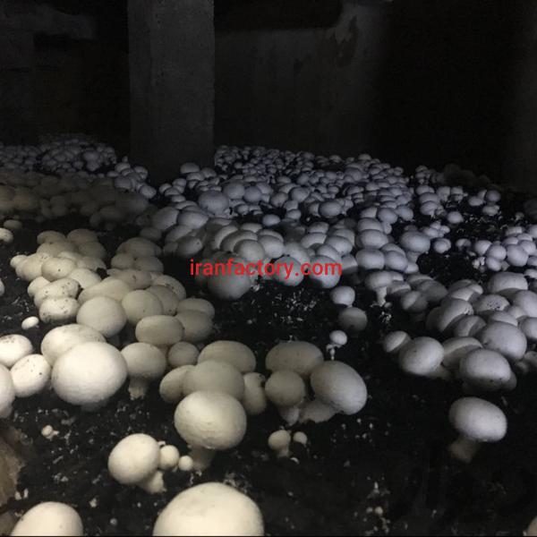 فروش کارخانه قارچ در تهران