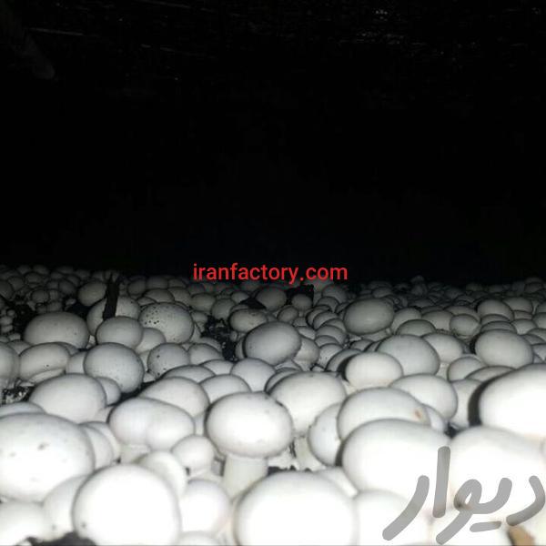 فروش کارخانه قارچ مروارید طلایی در جاده ملارد