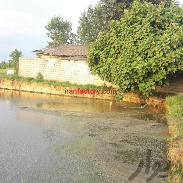 فروش پرورش ماهی گرم آبی در رشت