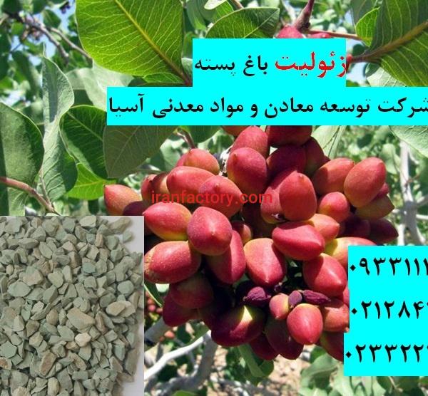 فروش زئولیت در کاشت نهال پسته