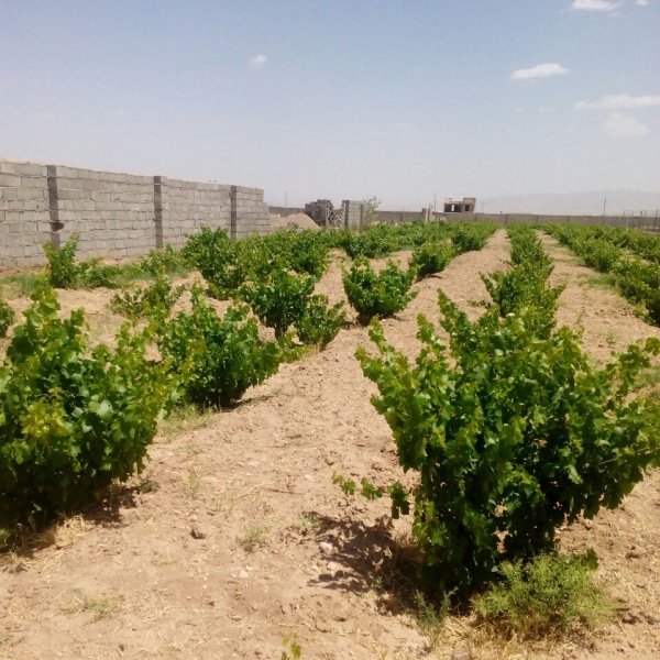 فروش مزرعه پرورش شتر مرغ و زمین زراعى