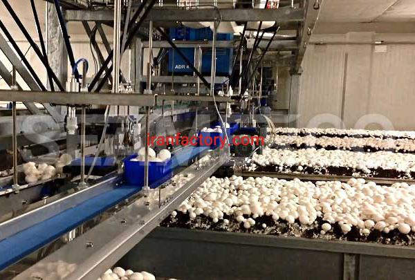 سازنده خط تولید کنسرو قارچ سیمرکو تهران