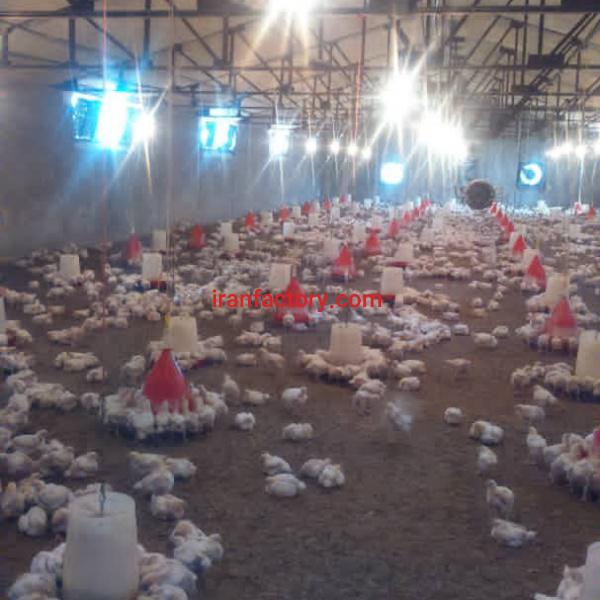 فروش مرغداری گوشتی۶۲۰۰۰ قطعه