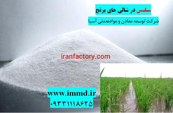 فروش سیلیس در کشت برنج و شالی