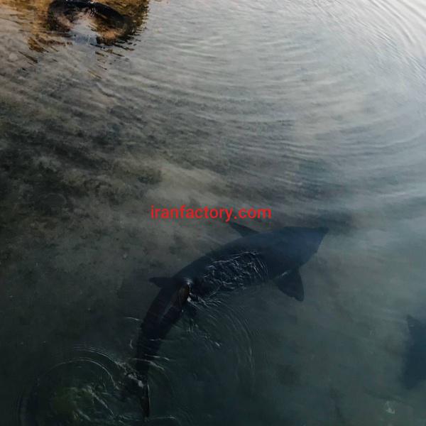 مزرعه پروش ماهیان خاویاری یزد