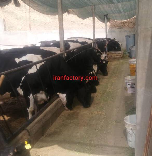 فروش گاوداری اصفهان