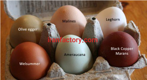 نیازمند سرمایه گذار جهت پرورش پرندگان در اصفهان